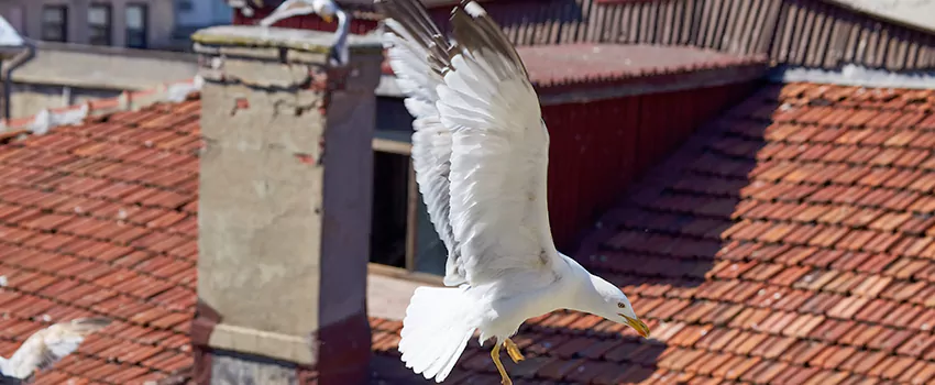 Residential Chimney Animal Removal Solution in Tifton, GA